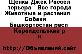 Щенки Джек Рассел терьера - Все города Животные и растения » Собаки   . Башкортостан респ.,Караидельский р-н